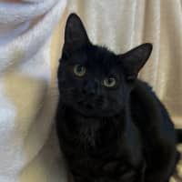 Photo of Shiloh