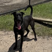 Photo of Scooby