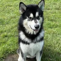 Photo of Loki