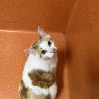 Photo of Tank