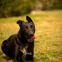 Photo of Louie