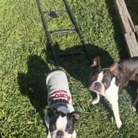 Photo of Cash & Casino   4 & 2 Year Old Boston Terriers
