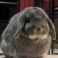 Photo of Pebble And Rocky