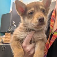 Photo of Scout (Nash)