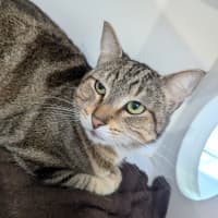 Photo of Siren