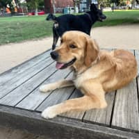 Photo of Teddy