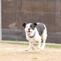 Photo of Daisy