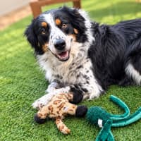Photo of Marlee   4 Year Old Border Collie