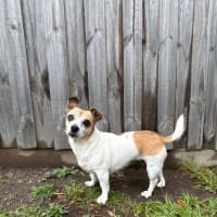 Photo of Shadow Quinell