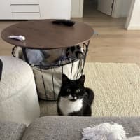 Photo of Big Best Baby Boy Bernard