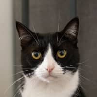 Photo of Brownie