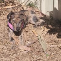Photo of Cookie   13 Week Old Staffy X
