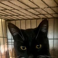 Photo of Sylvester