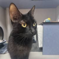 Photo of Lacy