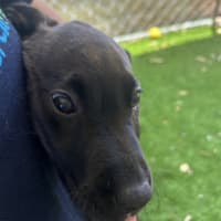 Photo of Pepper
