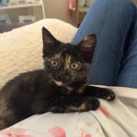 Photo of Treacle