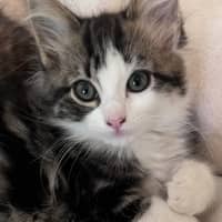 Photo of Jolie