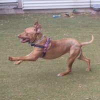 Photo of Marley