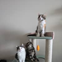 Photo of Sienna   Located In Wallan