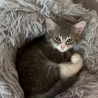 Photo of Cinder