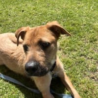 Photo of Sarge