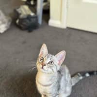 Photo of Maxi Meet Me@Petstock Keysborough Store