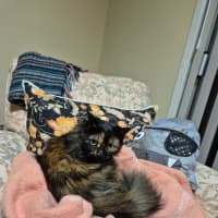 Photo of Jinx