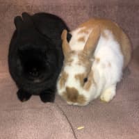 Photo of Alfie & Honey