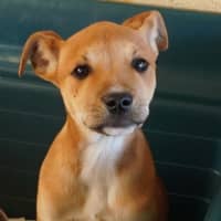 Photo of Ginger And Rodger