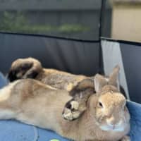 Photo of Stella & Thumper