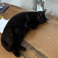 Photo of Chocolate Crackle