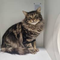 Photo of Binxie Boo