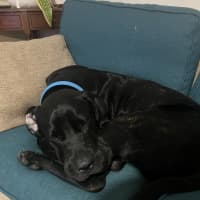 Photo of Shadow