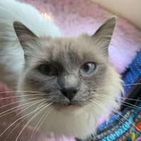 Photo of Mish (Ragdoll)