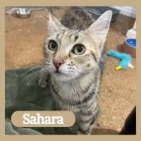 Photo of Sahara