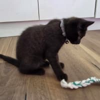 Photo of Seed * 9 Lives Project Rescue*