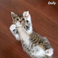Photo of Dolly