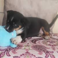 Photo of Tucker