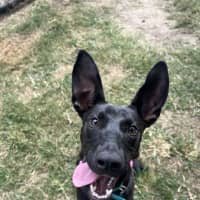 Photo of Lucky 