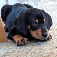 Photo of Richard Watterson