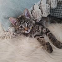 Photo of Dee Dee