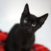 Photo of Panther
