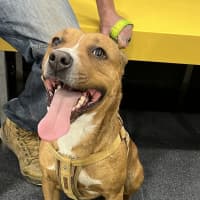 Photo of Buddy