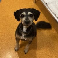 Photo of Louie