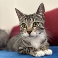 Photo of Luna And Star 