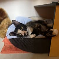 Photo of Squeak