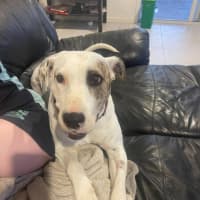 Photo of Lindy *$250 Adoption Fee*