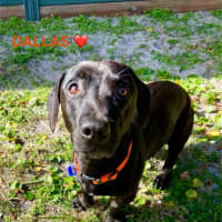 Photo of Dallas & Dexter   7 Year Old Dachshund X