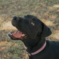 Photo of Rum & Raisin