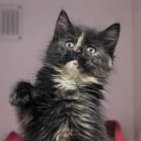 Photo of Custard